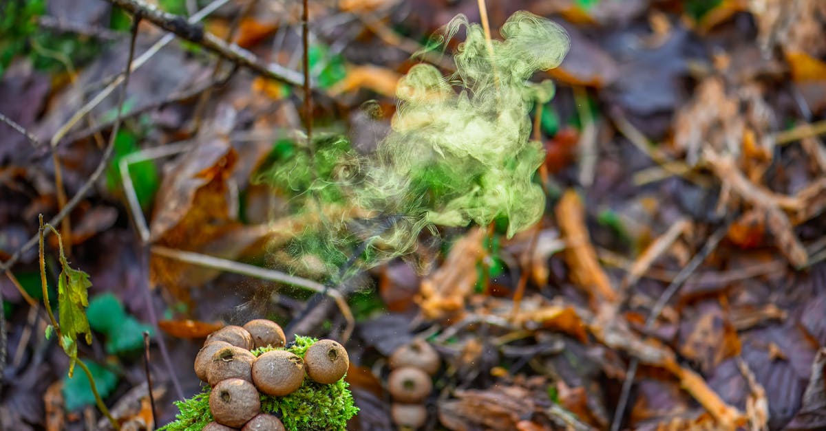 découvrez l'importance de la biodiversité pour l'équilibre des écosystèmes, la santé des espèces et le bien-être des générations futures. explorez les enjeux, les menaces et les actions à entreprendre pour préserver notre précieuse biodiversité.