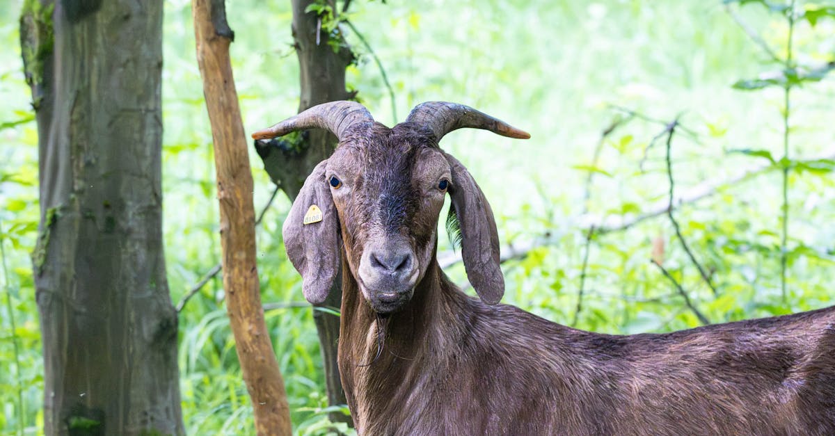 découvrez l'importance de la biodiversité pour notre planète, son rôle essentiel dans l'équilibre des écosystèmes et les actions à entreprendre pour la préserver. apprenez comment chaque espèce contribue à la richesse de notre environnement et pourquoi la protection de la biodiversité est cruciale pour les générations futures.