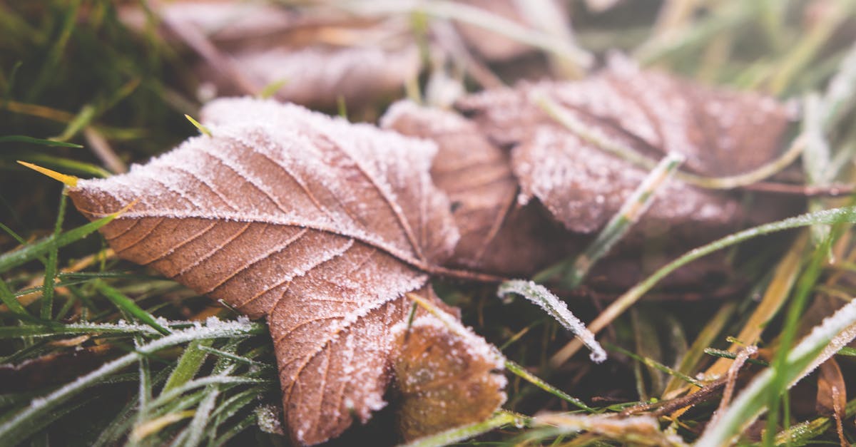 découvrez les impacts du changement climatique sur notre planète, notamment les perturbations environnementales, les conséquences sur la biodiversité et les effets sociaux et économiques. informez-vous sur les mesures à prendre pour atténuer ces enjeux critiques.