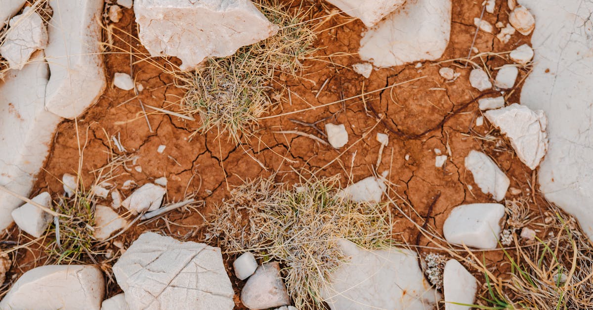 découvrez comment renforcer la résilience climatique de votre communauté ou de votre entreprise. explorez des stratégies et des solutions innovantes pour s'adapter aux défis environnementaux et assurer un avenir durable.