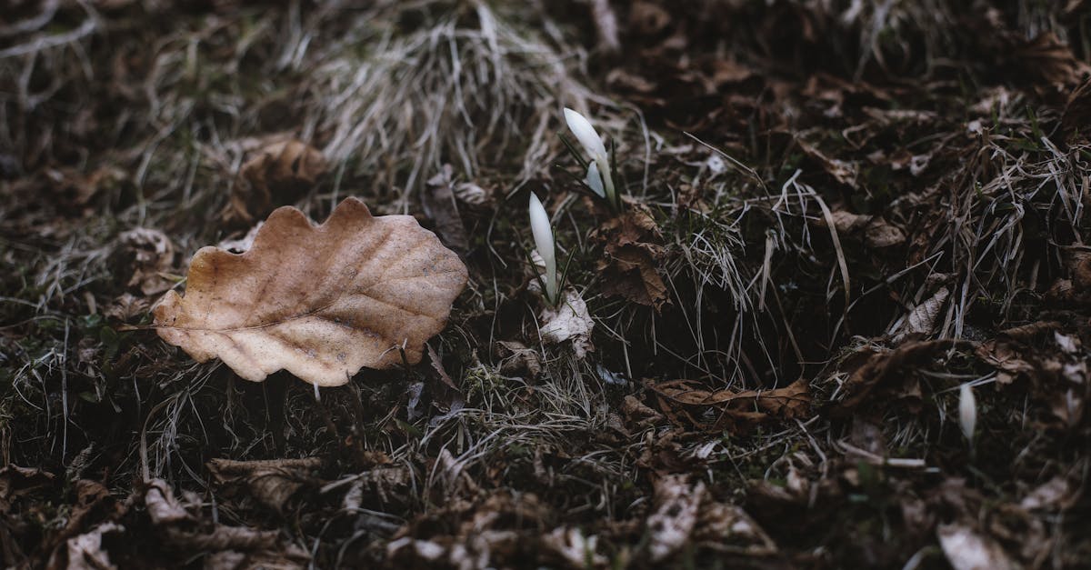 découvrez comment la transition écologique transforme notre société vers un futur durable, en adoptant des pratiques respectueuses de l'environnement, en réduisant les émissions de carbone et en préservant les ressources naturelles. engagez-vous pour un monde plus vert et apprenez des solutions innovantes pour un mode de vie écoresponsable.