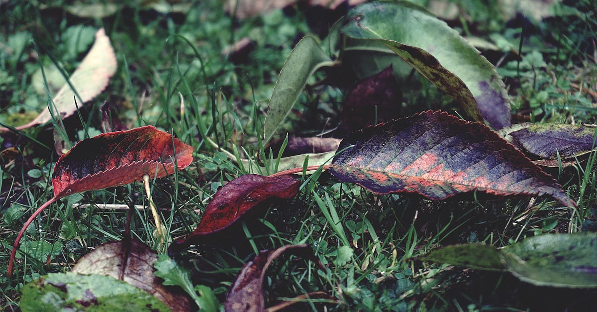 découvrez les enjeux et les solutions de la transition écologique, un mouvement essentiel pour préserver notre planète et garantir un avenir durable. apprenez comment adopter des pratiques respectueuses de l'environnement et contribuer à un changement positif dans votre quotidien.