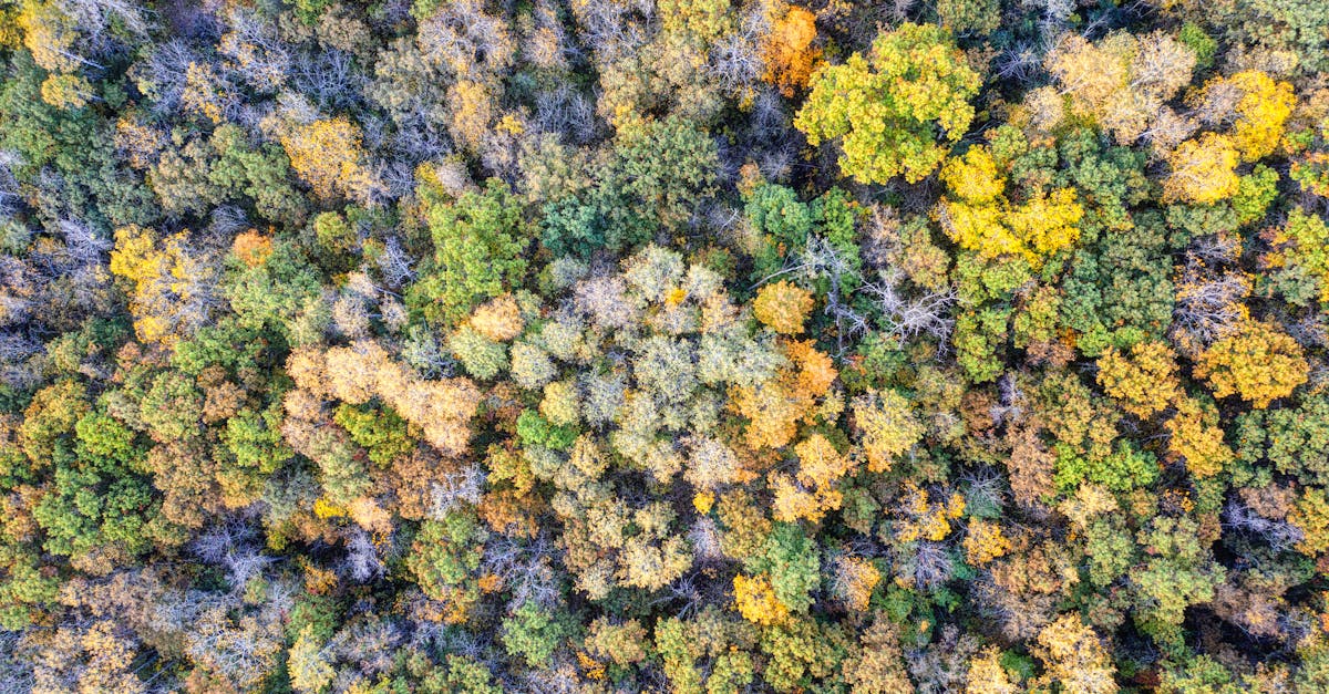 découvrez comment la transition écologique transforme notre société vers un avenir durable, en réduisant notre empreinte carbone, en préservant la biodiversité et en promouvant des pratiques respectueuses de l'environnement.