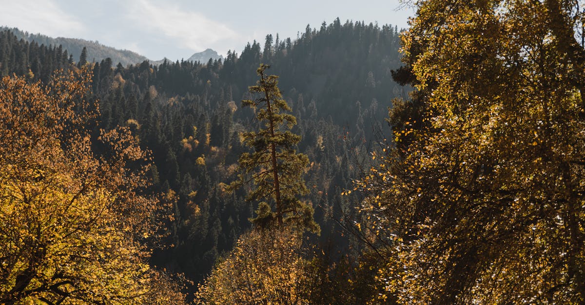 découvrez comment la transition écologique transforme notre société et notre économie vers un avenir durable. explorez les initiatives, les innovations et les actions nécessaires pour préserver notre planète tout en favorisant le bien-être des générations futures.