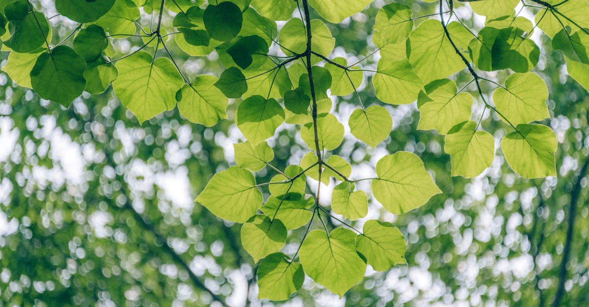 découvrez le monde fascinant de l'écologie, une science qui étudie les interactions entre les organismes vivants et leur environnement. apprenez comment préserver notre planète et promouvoir une coexistence harmonieuse avec la nature.