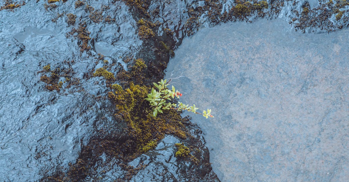 découvrez l'importance des politiques environnementales dans la protection de notre planète. explorez les initiatives visant à réduire l'empreinte carbone, à promouvoir des énergies renouvelables et à préserver la biodiversité pour un avenir durable.