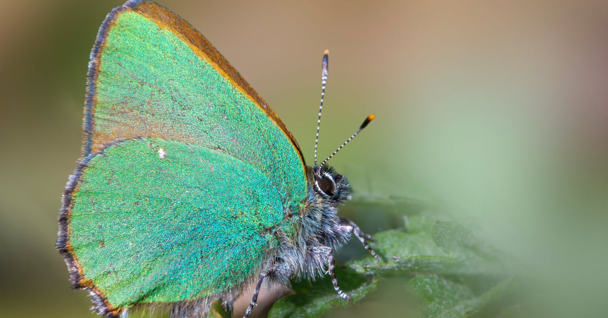 découvrez nos politiques environnementales qui visent à promouvoir la durabilité, réduire l'empreinte carbone et protéger les ressources naturelles pour un avenir meilleur. explorez comment nos initiatives favorisent une croissance responsable et un engagement envers la planète.