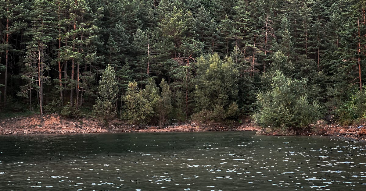 découvrez comment restaurer les écosystèmes forestiers pour préserver la biodiversité, lutter contre le changement climatique et assurer un avenir durable. apprenez les méthodes et les initiatives essentielles pour revitaliser nos forêts et protéger notre planète.