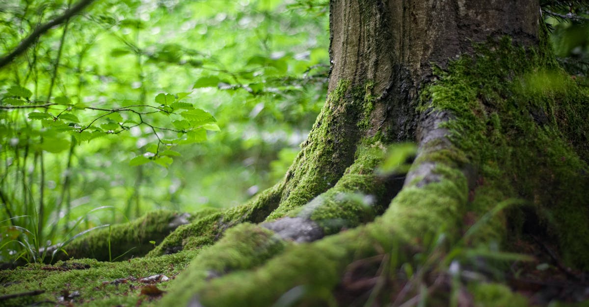 découvrez la beauté et l'importance des forêts, véritables poumons de notre planète. explorez leur biodiversité, leurs écosystèmes uniques et leur rôle crucial dans la lutte contre le changement climatique.