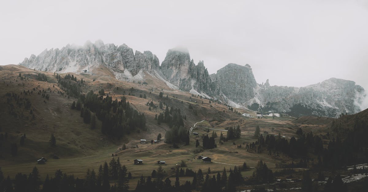 découvrez la beauté et l'importance des forêts, véritables poumons de la planète, qui abritent une biodiversité exceptionnelle et jouent un rôle crucial dans la lutte contre le changement climatique.