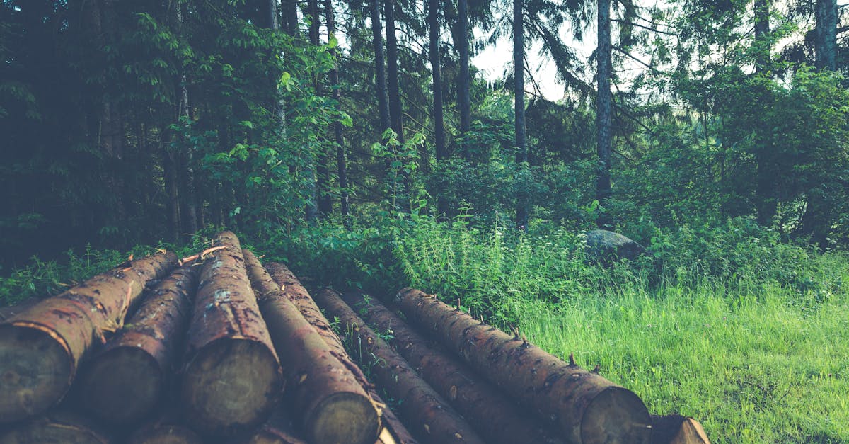 découvrez l'importance des ressources naturelles, leur impact sur notre environnement et les stratégies pour assurer leur durabilité. explorez les différentes catégories de ressources et leur rôle essentiel dans le développement durable.