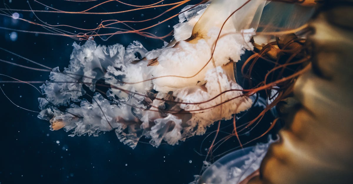 découvrez l'importance et l'impact des courants océaniques sur le climat, la vie marine et le transport maritime. plongez dans l'univers fascinant des mouvements d'eau qui façonnent notre planète.