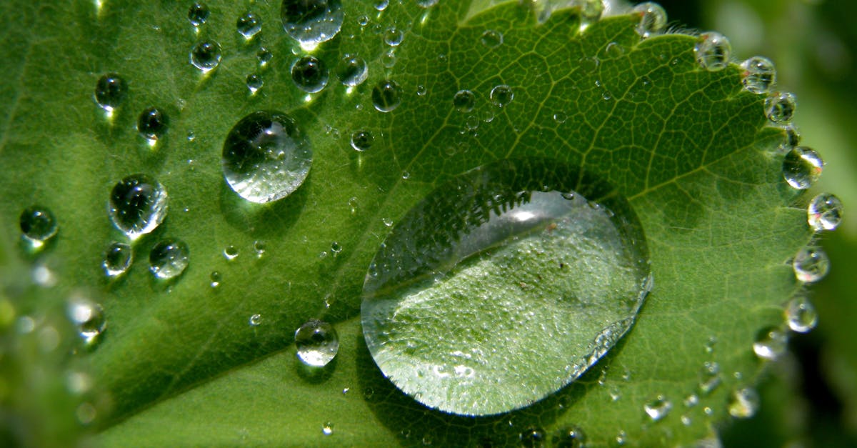 découvrez tout ce qu'il faut savoir sur les précipitations : types de pluie, leur impact sur l'environnement, l'agriculture et le climat, ainsi que des conseils pour mieux les appréhender au quotidien.