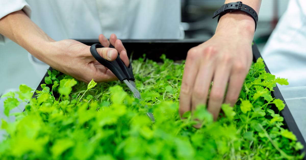 découvrez comment la durabilité façonne notre avenir. explorez des pratiques écologiques, des innovations responsables et des solutions pour un mode de vie durable qui préserve notre planète pour les générations futures.