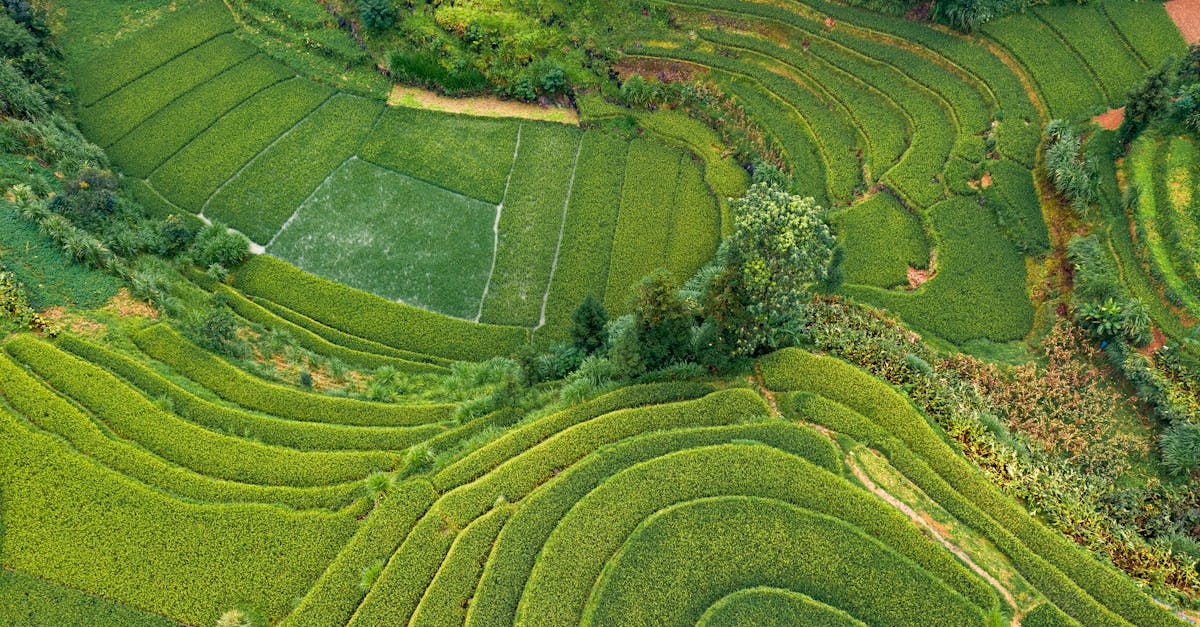 découvrez l'agriculture durable : une approche innovante et respectueuse de l'environnement qui vise à allier production, préservation des ressources et bien-être social. apprenez comment cette pratique peut répondre aux défis alimentaires tout en protégeant notre planète.