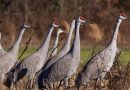 découvrez l'importance de la biodiversité pour notre planète, apprenez comment elle impacte notre écosystème et explorez des moyens concrets de la préserver pour les générations futures.