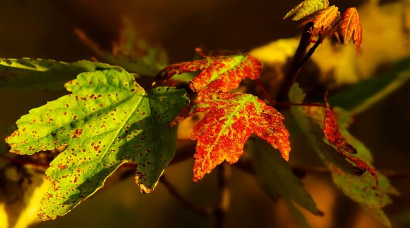 découvrez les enjeux et les solutions de la transition écologique, un mouvement essentiel pour préserver notre planète. explorez les stratégies durables, les innovations vertes et les actions individuelles qui contribuent à un avenir plus respectueux de l'environnement.