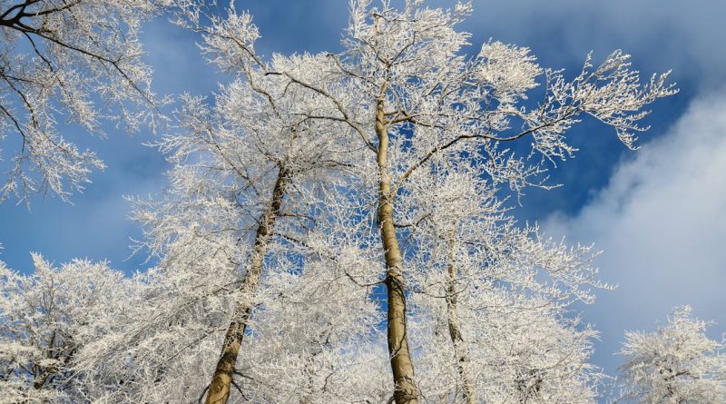 découvrez des graphiques climatiques détaillés qui illustrent les variations de température, les précipitations et d'autres facteurs environnementaux. analysez les tendances climatiques pour mieux comprendre les enjeux du changement climatique.