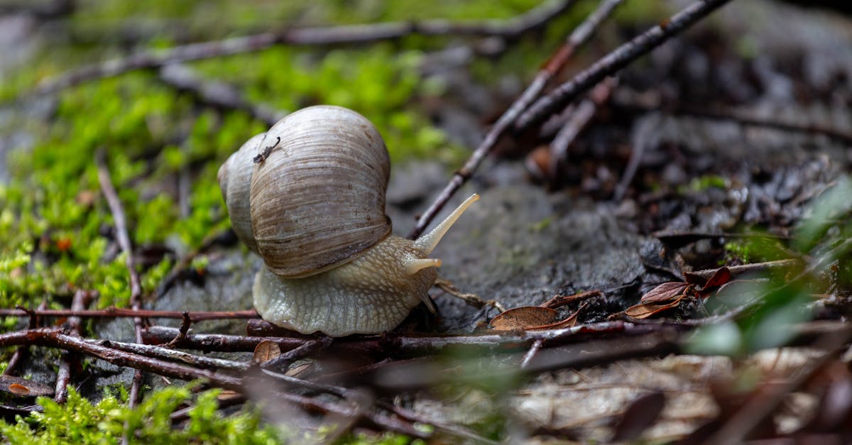 découvrez l'importance des politiques environnementales pour la protection de notre planète. apprenez comment elles contribuent à la durabilité, à la conservation des ressources naturelles et à la lutte contre le changement climatique.