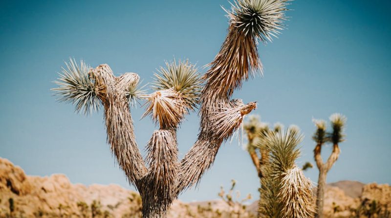 découvrez les écosystèmes, ces réseaux complexes d'interactions entre les êtres vivants et leur environnement. apprenez comment ils fonctionnent, leur importance pour la biodiversité et les défis auxquels ils font face face au changement climatique.