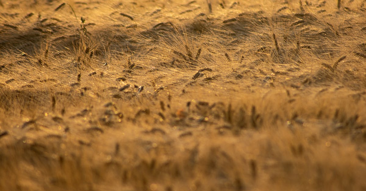 découvrez l'univers de l'agritech, où innovation et agriculture se rencontrent pour transformer la production alimentaire. plongez dans les technologies durables qui révolutionnent le secteur, optimisent les ressources et favorisent la sécurité alimentaire.