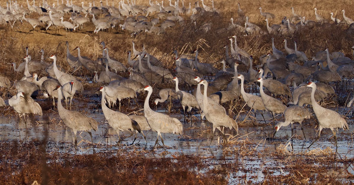 découvrez l'importance de la biodiversité, ses enjeux pour notre planète et comment chacun peut contribuer à sa préservation. apprenez-en davantage sur les écosystèmes, la faune et la flore, et l'équilibre fragile qui régit notre environnement.