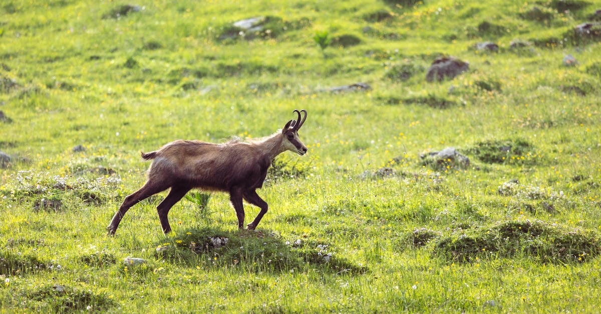 découvrez l'importance de la biodiversité et son impact sur notre planète. plongez dans le monde fascinant des espèces, de leurs habitats et des efforts de conservation nécessaires pour protéger notre environnement.