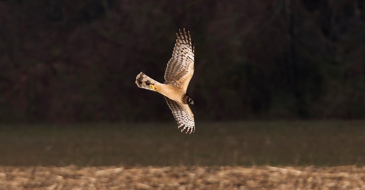 découvrez l'importance de la biodiversité, ce précieux ensemble d'espèces et d'écosystèmes qui soutient la vie sur terre. apprenez comment préserver cette richesse naturelle pour les générations futures.