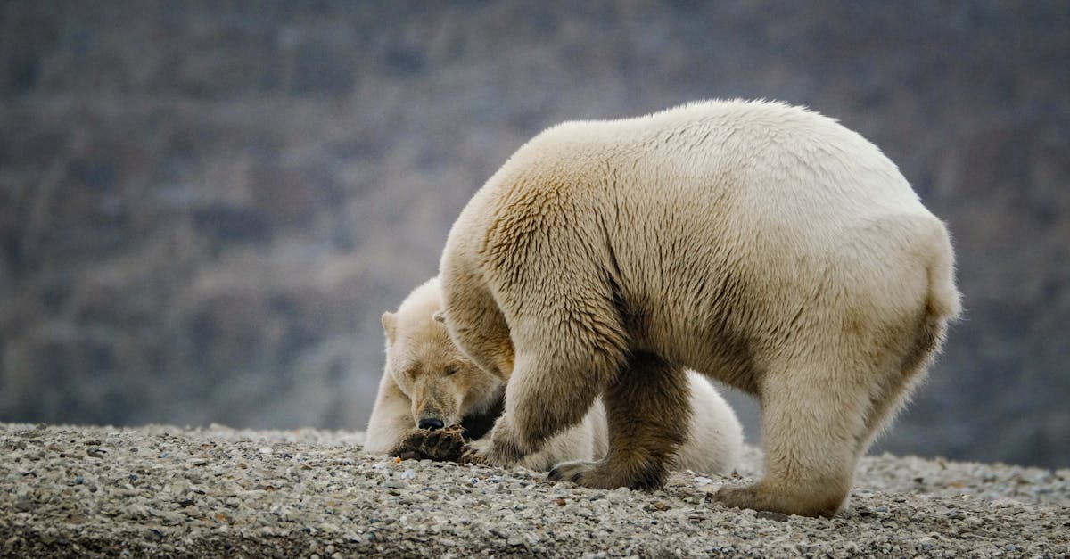 découvrez comment une stratégie d'adaptation au climat peut aider les communautés à faire face aux défis environnementaux croissants. plongez dans des solutions innovantes et des actions concrètes pour renforcer la résilience face aux effets du changement climatique.