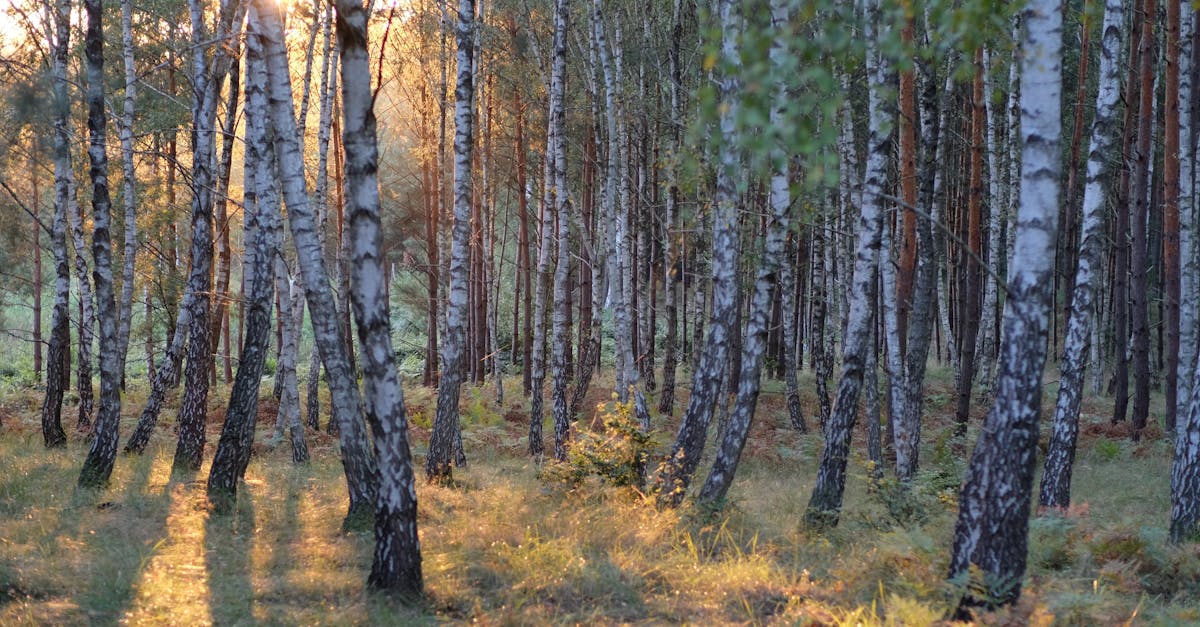 découvrez les engagements climatiques essentiels pour lutter contre le changement climatique. explorez les initiatives, les objectifs et les actions mises en place par les gouvernements et les entreprises pour un avenir durable.