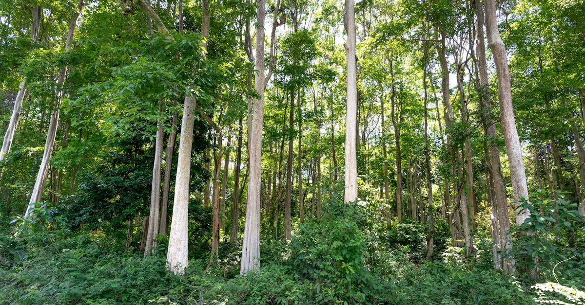 découvrez comment la santé climatique influence notre bien-être et l'environnement. explorez des solutions durables pour protéger notre planète et améliorer la qualité de vie grâce à une approche intégrée du climat et de la santé.