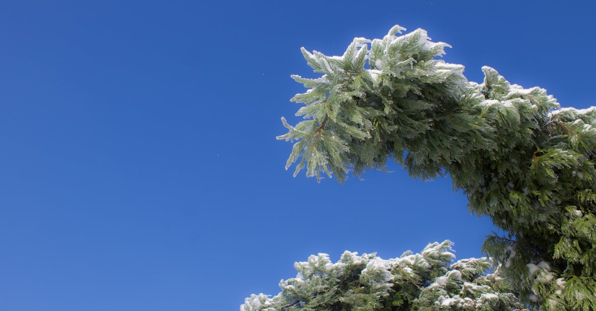 découvrez les politiques climatiques essentielles pour lutter contre le changement climatique. explorez les initiatives et stratégies mises en place par les gouvernements et les organisations pour réduire les émissions de carbone, promouvoir les énergies renouvelables et protéger notre planète.