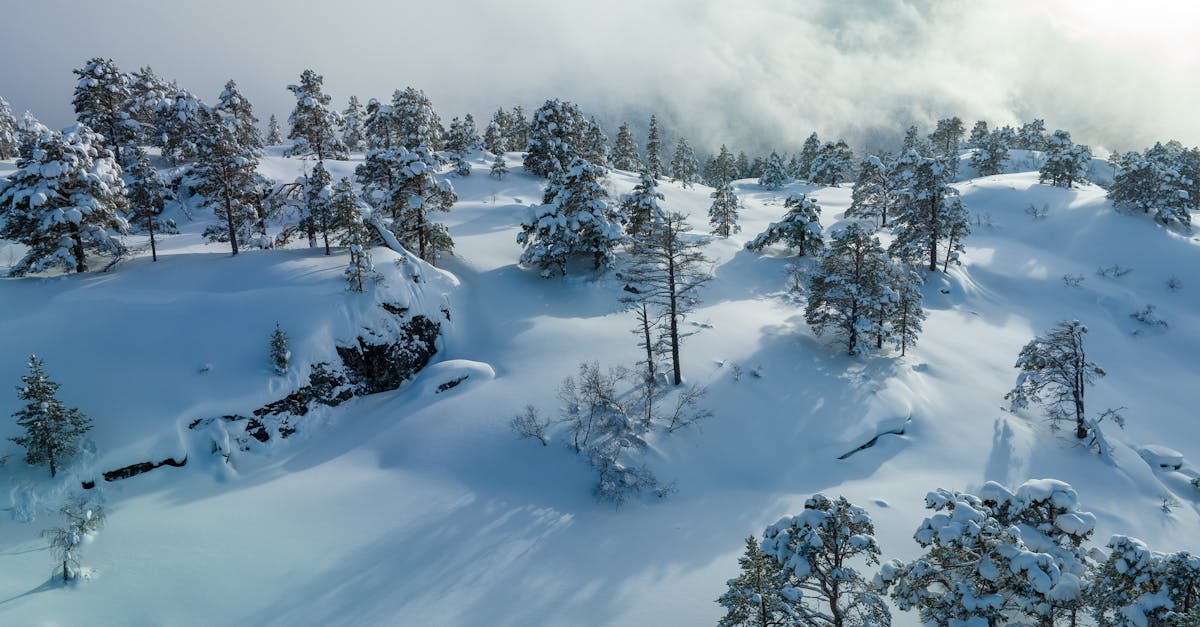 découvrez les transformations climatiques majeures qui façonnent notre planète aujourd'hui. explorez les impacts environnementaux, économiques et sociaux des changements climatiques, ainsi que les solutions durables pour un avenir meilleur.