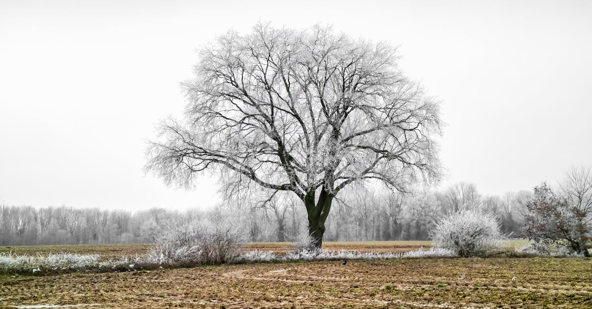 découvrez comment les transformations climatiques impactent notre planète, nos écosystèmes et nos vies au quotidien. informez-vous sur les causes, les effets et les solutions pour un avenir durable face aux défis du changement climatique.