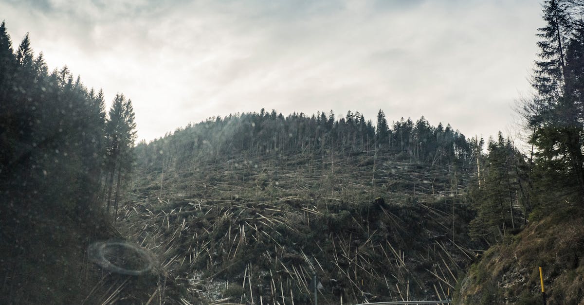 découvrez les causes et les conséquences de la déforestation, un enjeu environnemental majeur qui menace la biodiversité et contribue au changement climatique. apprenez comment la protection des forêts est essentielle pour notre planète.