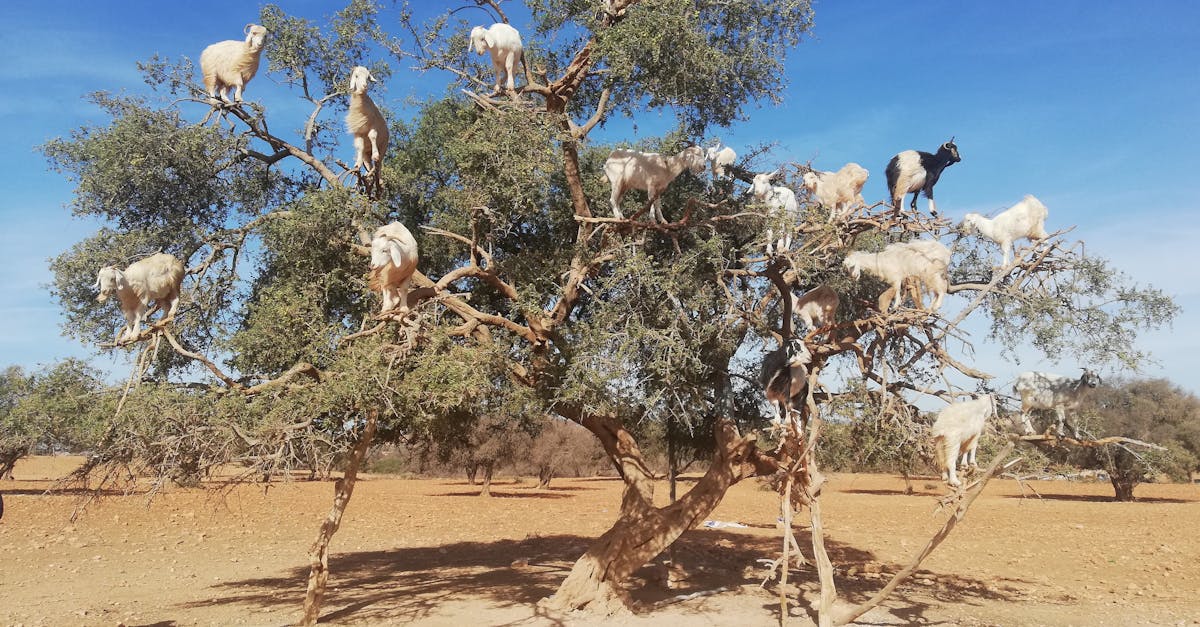 découvrez les coopératives écologiques, des initiatives collaboratives qui allient développement durable et économie locale. rejoignez un mouvement visant à protéger l'environnement tout en soutenant des pratiques commerciales éthiques et responsables.