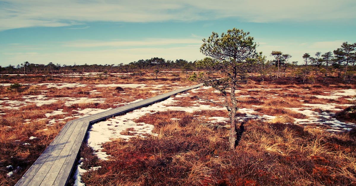 découvrez comment la transition écologique façonne un avenir durable, en intégrant des pratiques respectueuses de l'environnement et en promouvant des solutions innovantes pour préserver notre planète.