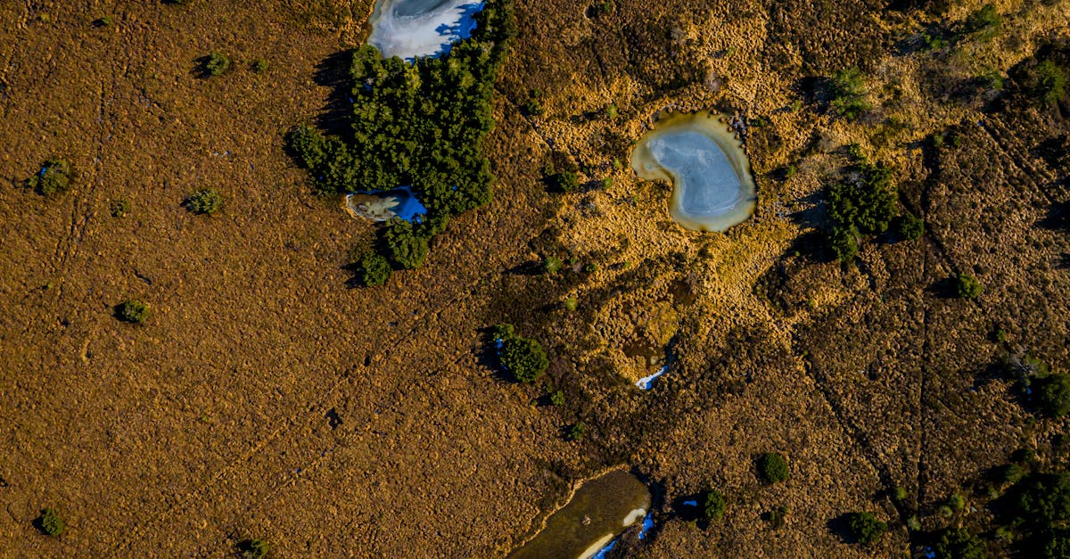 découvrez la richesse des écosystèmes, leur diversité et leur importance cruciale pour notre planète. explorez comment les interactions entre les espèces et leur environnement soutiennent la vie sur terre et contribuent à la durabilité de notre écosystème.