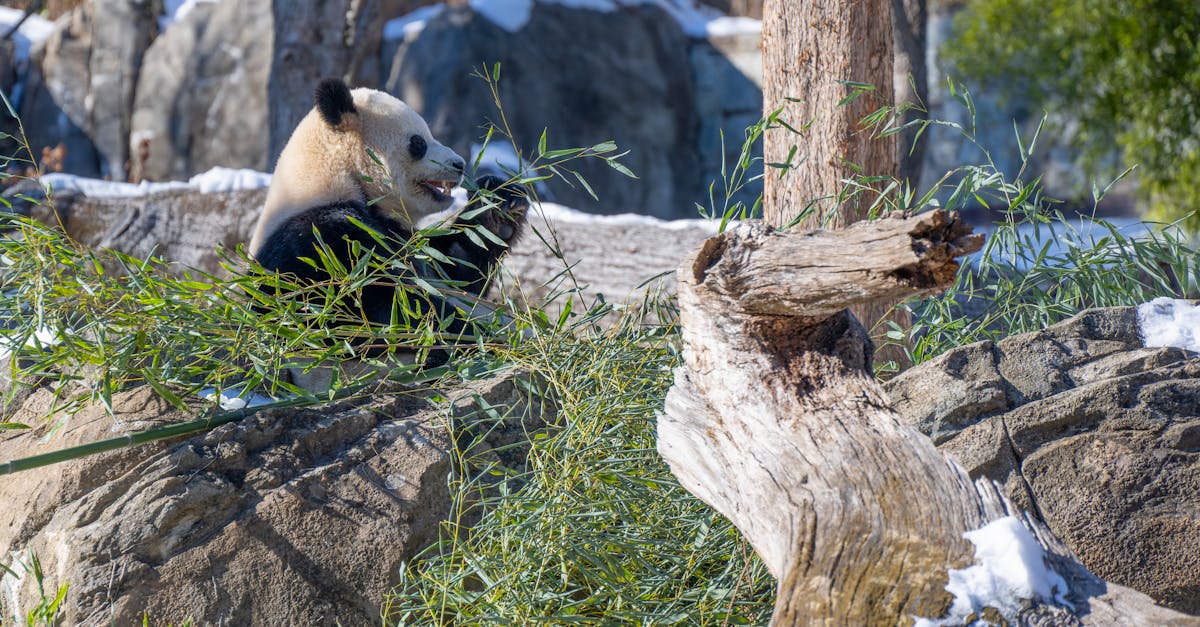 découvrez les espèces menacées, leur importance pour l'écosystème, et les efforts de conservation déployés pour les protéger. apprenez comment vous pouvez contribuer à la sauvegarde de la biodiversité et à la lutte contre l'extinction.