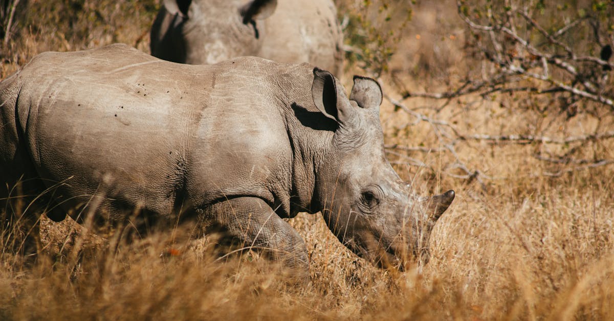 découvrez les espèces menacées, ces précieux trésors de la biodiversité, et apprenez comment leurs populations sont en déclin à cause des activités humaines. engagez-vous dans la protection de ces animaux et plantes en danger pour préserver notre planète pour les générations futures.