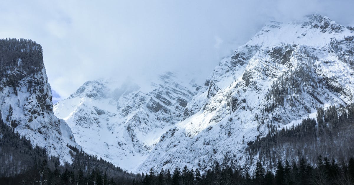 découvrez l'enchantement des forêts de montagne, où la nature luxuriante, des paysages à couper le souffle et une biodiversité exceptionnelle s'entrelacent pour créer un écosystème unique. parfait pour les amoureux de la randonnée, de l'aventure et de la tranquillité.