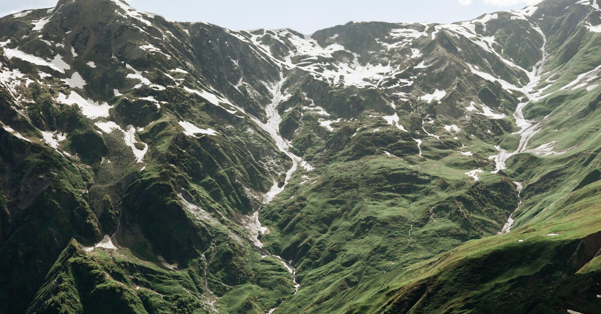 découvrez la beauté des forêts de montagne, un havre de paix où la nature se déploie dans toute sa splendeur. des paysages à couper le souffle, une biodiversité exceptionnelle et des sentiers de randonnée inoubliables vous attendent dans ces écosystèmes uniques.