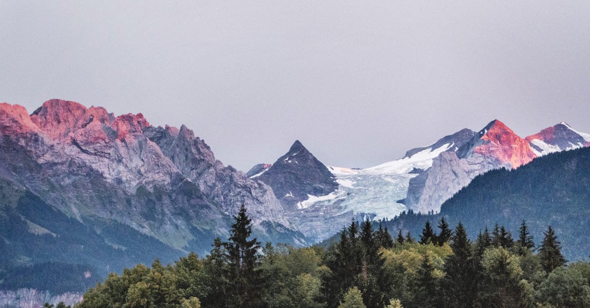 découvrez la magie des forêts de montagne, où la nature s'épanouit dans un cadre majestueux. profitez de paysages époustouflants, d'une biodiversité exceptionnelle et d'activités de plein air. évadez-vous au cœur de ces sanctuaires verdoyants, parfaits pour les randonneurs, les amoureux de la faune et les passionnés de photographie.