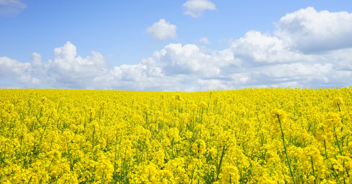 découvrez l'agriculture biologique : une méthode durable qui préserve l'environnement, favorise la biodiversité et produit des aliments sains. apprenez les bienfaits de cette pratique respectueuse de la nature et comment elle contribue à un avenir alimentaire responsable.