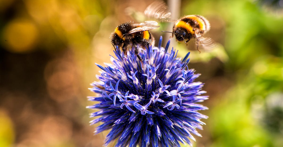 découvrez l'importance des pollinisateurs pour notre écosystème. apprenez comment ces acteurs clés, tels que les abeilles et les papillons, contribuent à la pollinisation des plantes, au maintien de la biodiversité et à la production alimentaire. engagez-vous pour leur protection et explorez les façons de soutenir leur habitat.