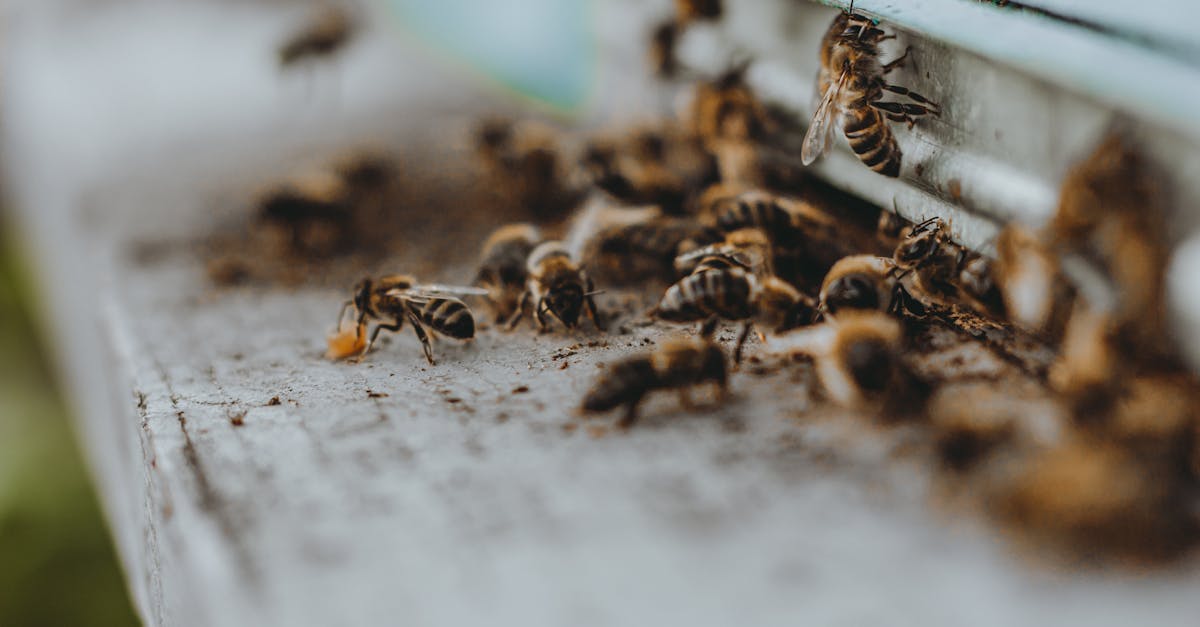 découvrez l'importance des pollinisateurs dans notre écosystème, leur rôle crucial dans la pollinisation des plantes et la production alimentaire, ainsi que les menaces auxquelles ils font face. protégeons ensemble ces précieux insectes qui favorisent la biodiversité et la durabilité de notre environnement.