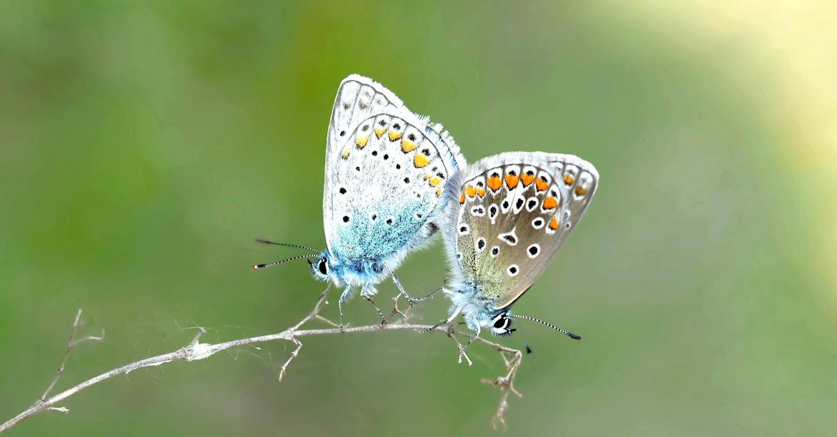 découvrez l'importance des pollinisateurs pour notre écosystème et nos cultures. apprenez comment ces précieux alliés, tels que les abeilles et les papillons, contribuent à la biodiversité et à la production alimentaire. protégez-les pour préserver notre planète!