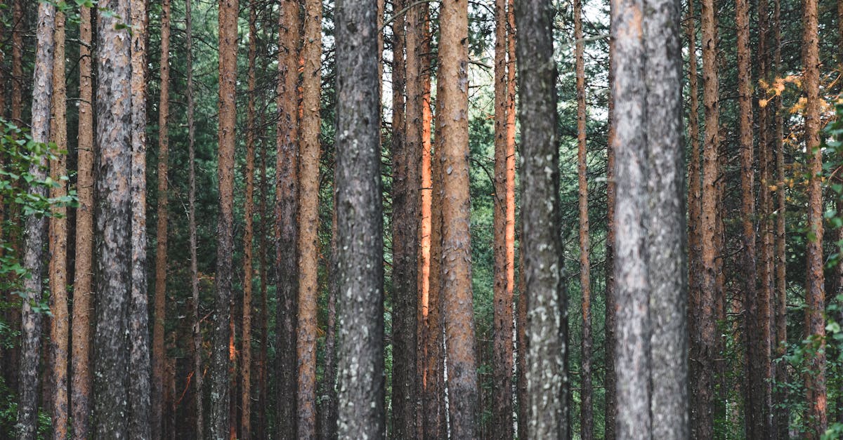 découvrez l'importance de la reforestation pour la préservation de notre planète. apprenez comment cette pratique aide à restaurer les écosystèmes, lutter contre le changement climatique et favoriser la biodiversité, tout en impliquant les communautés locales dans des initiatives durables.