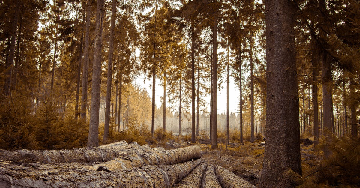 découvrez les initiatives de reforestation pour préserver notre planète. apprenez comment ces projets contribuent à la lutte contre le changement climatique, à la biodiversité et à la régénération des écosystèmes. rejoignez le mouvement pour un avenir plus vert et durable.