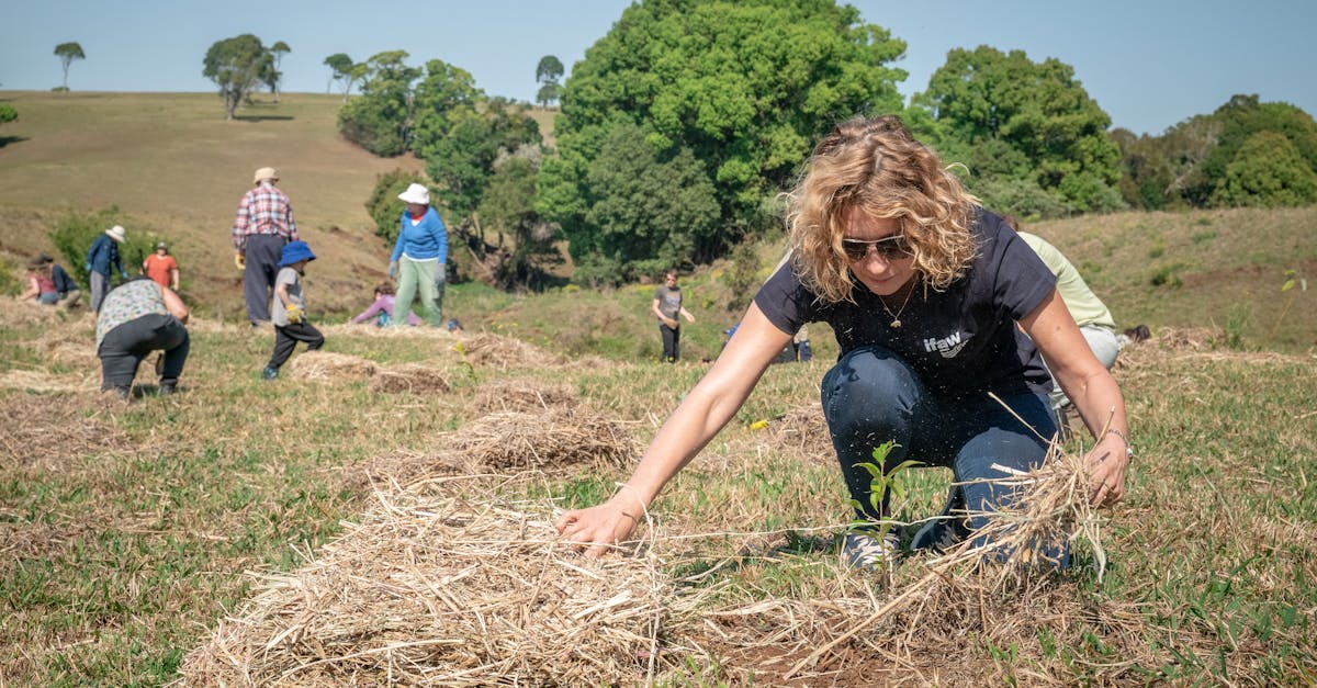 découvrez l'importance de la reforestation pour préserver notre planète. apprenez comment ces initiatives aident à restaurer les écosystèmes, lutter contre le changement climatique et promouvoir la biodiversité. engagez-vous pour un avenir durable grâce à la reforestation.